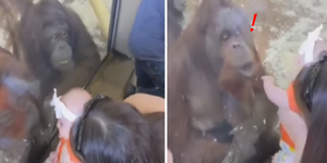 電影《E.T》經典場面重現！猩猩們表示：人類寶寶超可愛，可以抱抱嗎？