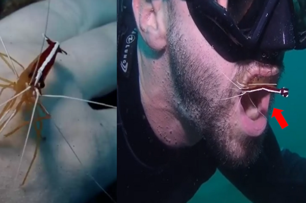 【嚇！你的牙醫是隻蝦？】小小蝦在海中擔任「不收費牙醫」，潛水員表示：偶每週都來找牠清理！