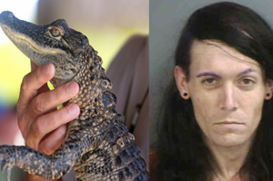 佛羅里達州一名男子被查出攜帶「槍支、毒品以及一隻鱷魚寶寶」，警方表示：是一隻來自複雜家庭的鱷魚！