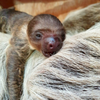 動物管理員發現樹懶馬麻身上出現了一隻「樹懶寶寶」，工作人員表示：寶寶來得太突然了吧？