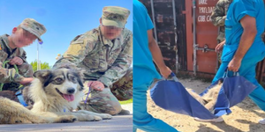 軍犬接獲「回家令」後卻意外「遭子彈貫穿大腿」，軍犬奮力抵抗劇痛表示：偶只想要活著回家！