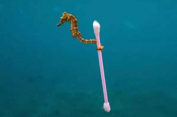 殘酷的海洋真相！小海馬勾著棉花棒游泳 攝影師悲歎：「希望這不是真的」