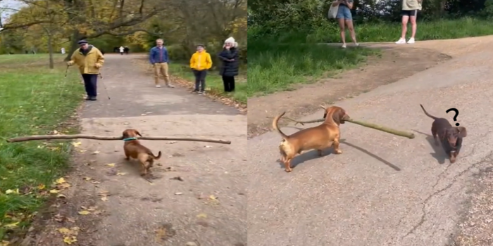 臘腸狗狗智力登天了！　喜歡到公園叼著大長棍走，還懂的「運棍」閃避路人