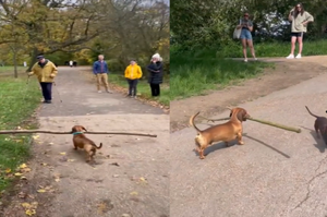 臘腸狗狗智力登天了！　喜歡到公園叼著大長棍走，還懂的「運棍」閃避路人