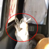 【烏俄戰爭】男子闖入動物園救援「10隻可憐袋鼠」　但牠們不僅不安分甚至「惡言相向，大打出手」