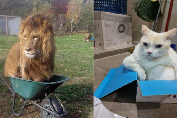 「獅子王」也抵擋不了的誘惑！　20張來自網友提供如何設置「貓咪陷阱」妙方