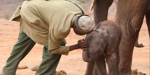 大象帶上新生兒前去「與曾經的救命恩人見面」，當初孤軍奮戰的牠如今已經「建立所屬自己的家庭」！