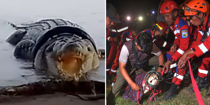 印尼4公尺鱷魚遭輪胎套頸6年！暖心居民「自製陷阱」合力解救助重獲自由