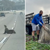 兩個月前才剛獲救！迷路海獅闖高速公路「逛大街」救援隊到場傻眼：居然又是你！