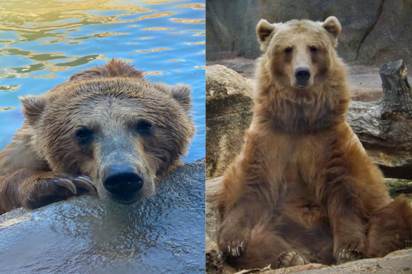 動物明星「棕熊」不幸離世 ，動物園哀傷表示：牠曾經是我們動物園的「外交大使」！