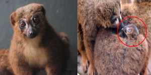 動物園歡慶「紅腹狐猴」的誕生，身為世上最稀有靈長類甚至「比寶可夢還稀有」？