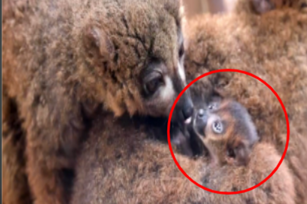 動物園歡慶「紅腹狐猴」的誕生，身為世上最稀有靈長類甚至「比寶可夢還稀有」？
