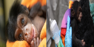 靈長類再次傳來驚天好消息！動物園歡慶健康壯碩的「黑猩猩寶寶」來到人世！