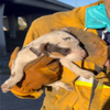 逃離火海邁向人生順利組？消防員救走「被困在火場的小狗」後，還任命牠成為「狗狗消防隊長」？ 