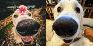 看見鏡頭就亮出「閃亮亮的大鼻子」？趕快來看看號稱「擁有最完美狗鼻的汪星人」！