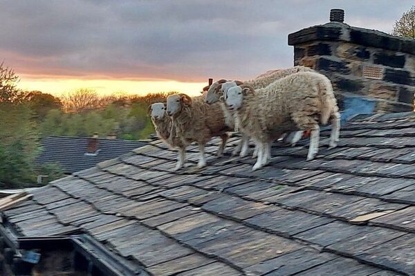 屋頂藏著你的羊！屋頂出現「五隻受困其中的羊」　消防員搖頭表示：到底啥情況啦！