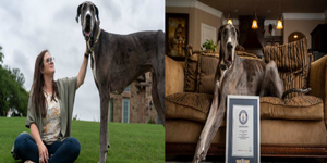 被「吉尼斯世界紀錄」列為「世界上最高的狗」誕生啦！魁梧高挑的身材令網友表示：宛如希臘神一般！
