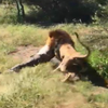 動物園老闆淪為「獅子王襲擊對象」！現場亂成一團嚇壞眾人！