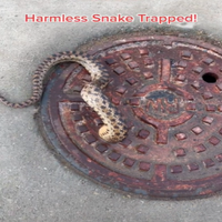 蛇蛇腰太粗卡在「排水孔」，在人類救援下順利脫困！　臨走前蛇蛇回頭表示：謝謝你們！