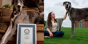 金氏世界紀錄最高「巨人狗」　主人無奈：「路人都以為是馬」