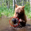 野生棕熊「逃出動物救援中心」，回到池塘邊挖出「自己珍藏已久的玩具泰迪熊」？