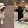 走失大白狗被帶回警局　趴櫃台燦笑當「最萌接待員」：有什麼需要幫忙嗎？