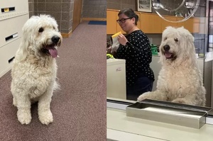 走失大白狗被帶回警局　趴櫃台燦笑當「最萌接待員」：有什麼需要幫忙嗎？
