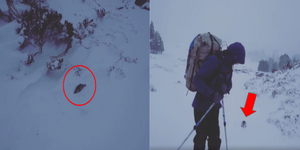 冰天雪地滑雪行驚見「鴨嘴獸亂入」　網友表示：兄弟你是不是走錯攝影棚啦！