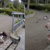 母愛的力量！寵物鵝被老鷹叼走　哺乳中的媽媽裸身救援超感人