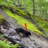 林中發現「天然溜滑梯」令「黑熊寶寶」玩得不可開交，但背後居然有個「超催淚的悲傷故事」！