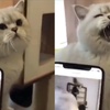 鏟屎官把貓咪生氣的聲音錄下來播給牠聽結果貓咪氣炸　貓皇：這誰啊罵這麼難聽！