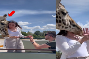 絕對不要在動物園求婚！情侶檔求婚之際卻慘遭長頸鹿「一記鐵頭功」把女子打得入院戴護頸套！