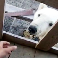 北極熊誤食「鋁罐」卡舌不得進食　絕望向人類居住地求救表示：請你們一定要幫幫我！