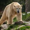 悲劇！誤闖露營區致女遊客輕傷　北極熊遭安樂死