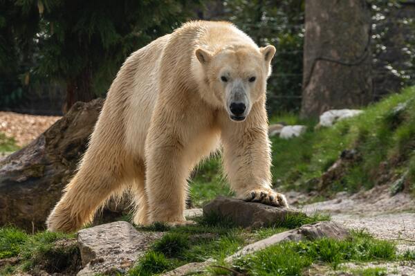 悲劇！誤闖露營區致女遊客輕傷　北極熊遭安樂死