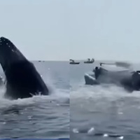 帥到出糗！座頭鯨突躍出水面　重擊無辜小船：「應該很痛吧？」