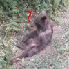 幼年棕熊誤吃「迷幻蜂蜜」　ㄎㄧㄤ掉癱倒在地送醫急救