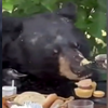 影／熊出沒！　生日派對開到一半竟有熊熊闖入「吃光所有蛋糕」