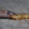 超罕見案例！稀有蛇類因「吞下有毒蜈蚣」後被窒息噎死？
