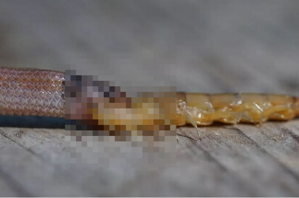 超罕見案例！稀有蛇類因「吞下有毒蜈蚣」後被窒息噎死？