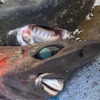 漁夫捕獲深海怪鯊　「水汪汪大眼、面帶微笑」的詭異模樣令漁夫抖抖：毛骨悚然！