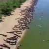 成千上萬鱷魚「集體入侵海灘」？　影片真假引起網友熱議