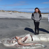 罕見「巨型烏賊屍體」被海浪沖上岸　仔細一看卻發現：竟被不知名生物咬了一口