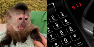 警方接獲報警電話來到動物園調查　動物管理員傻眼：電話是猴子亂打的！