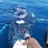 座頭鯨準備的「意外驚喜」　游向旅客噴水表示：偶來打個招呼啦！