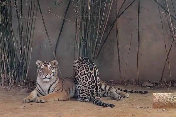 動物園內一隻「打工豹」正賣力地幫一隻老虎踏踏　園方：可能把老虎當媽媽