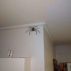 嚇瘋！女子發現家中的巨型蜘蛛　幾天後家中竟出現「千軍萬馬的蜘蛛戰隊」