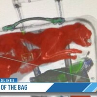 美國機場驚見「活貓托運」，工作人員急忙打開行李箱表示：差一點就命喪黃泉！