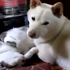傻柴犬想睡覺找不到枕頭，卻把歪腦筋動到了貓咪身上，而貓咪的反應讓奴才們.....都融化了！！