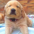 「我沒睡喔！」5週大黃金獵犬寶寶愛睏又「硬ㄍㄧㄥ」的可愛萌樣，讓所有人的心瞬間融化♡